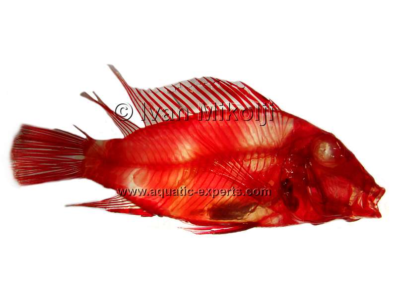 fish diaphanisation